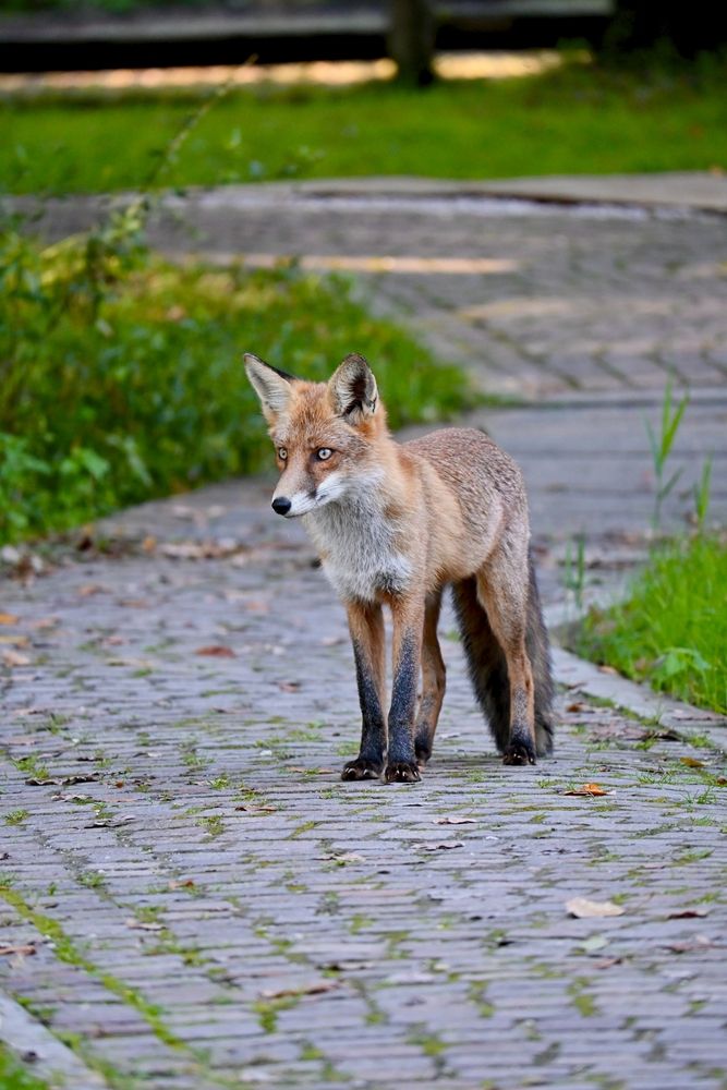 Fox