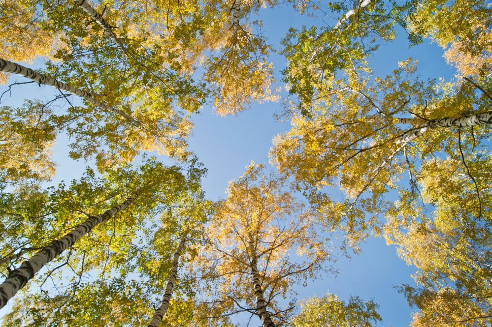 Photograph by Светлана Тарханова