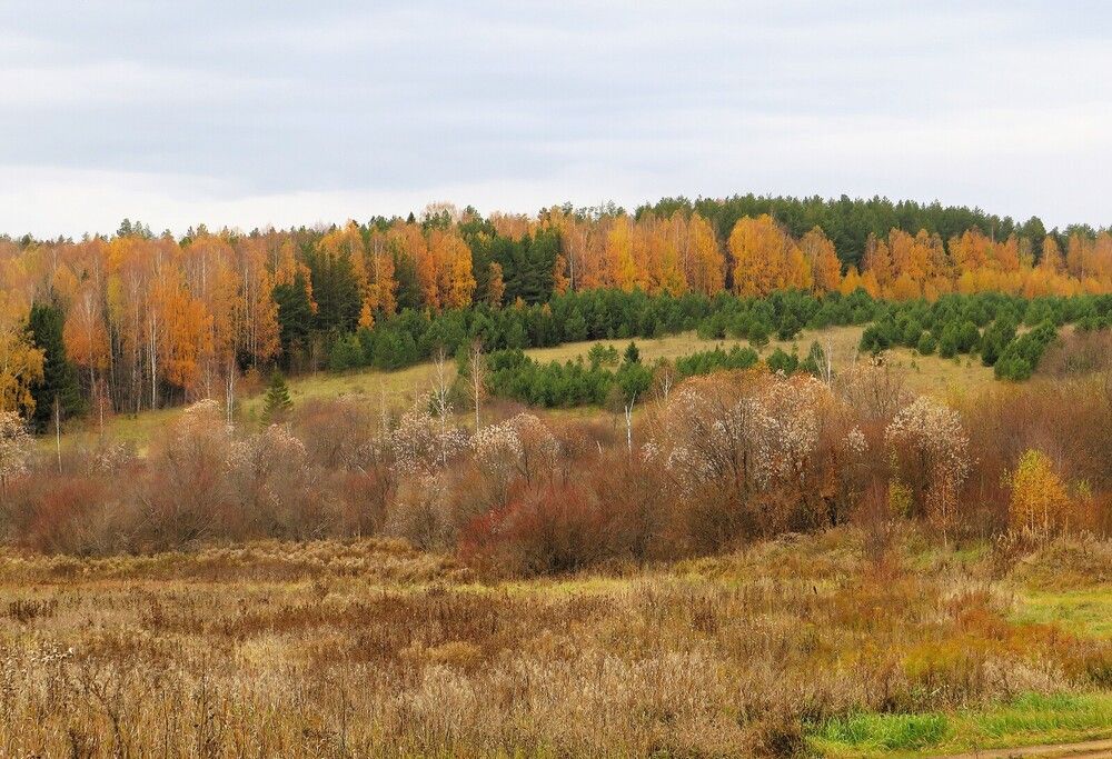 Осеннее болото