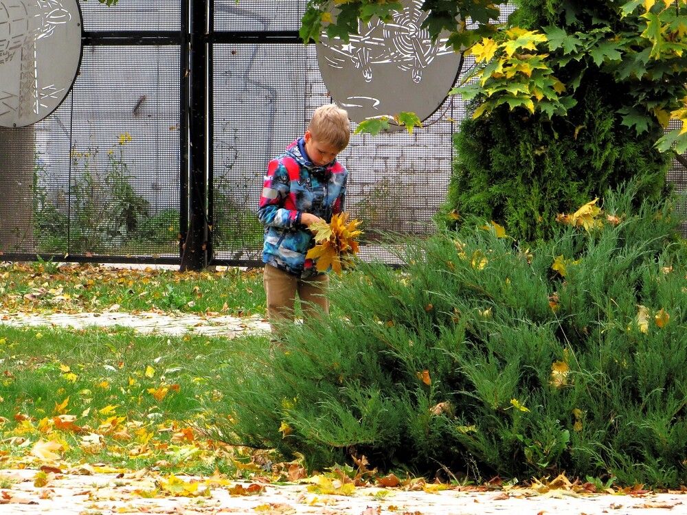Листья для гербария