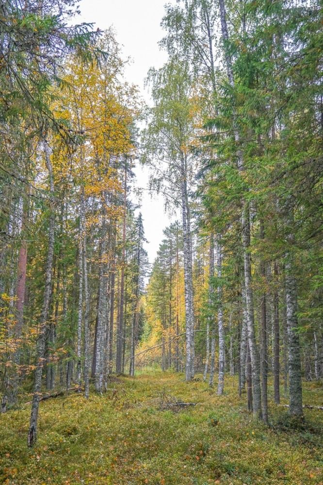 Старая просека.