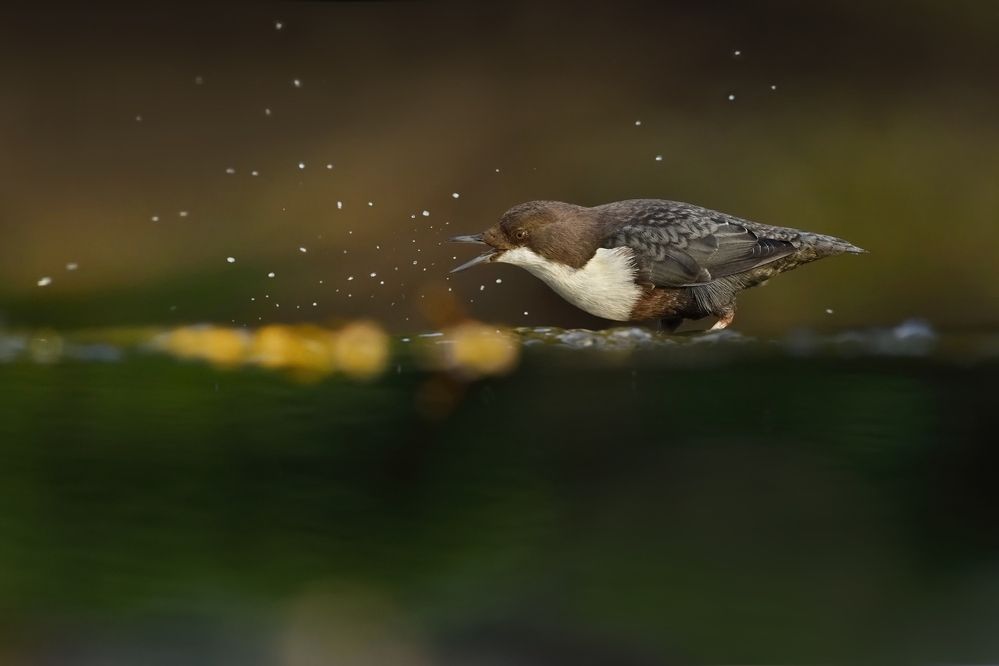 Drops