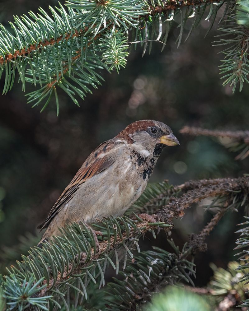 Домовый воробей (самец)