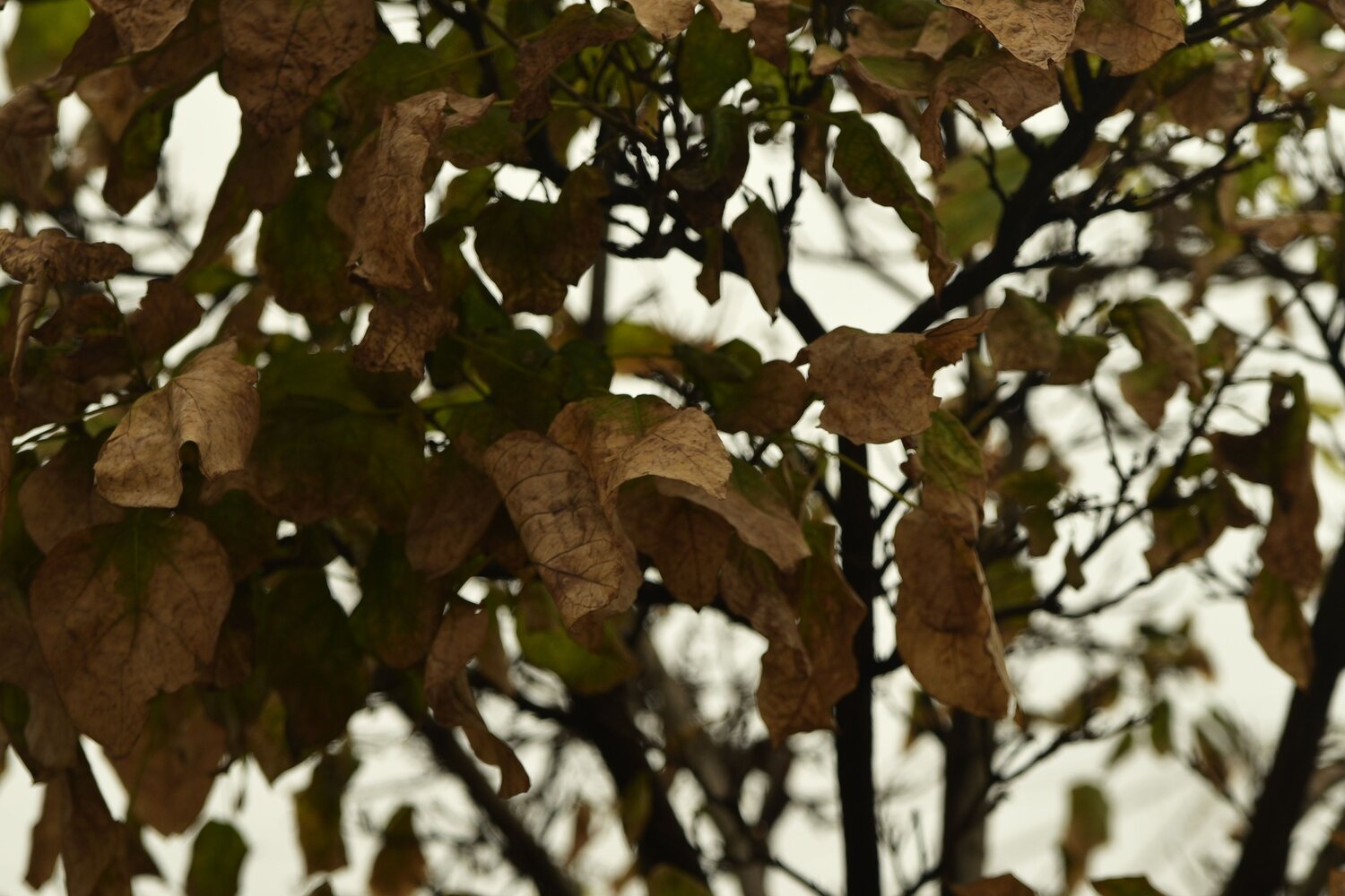 Photo #12688356