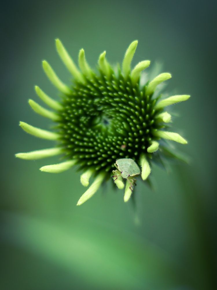 Photograph by Ирина Корабельникова