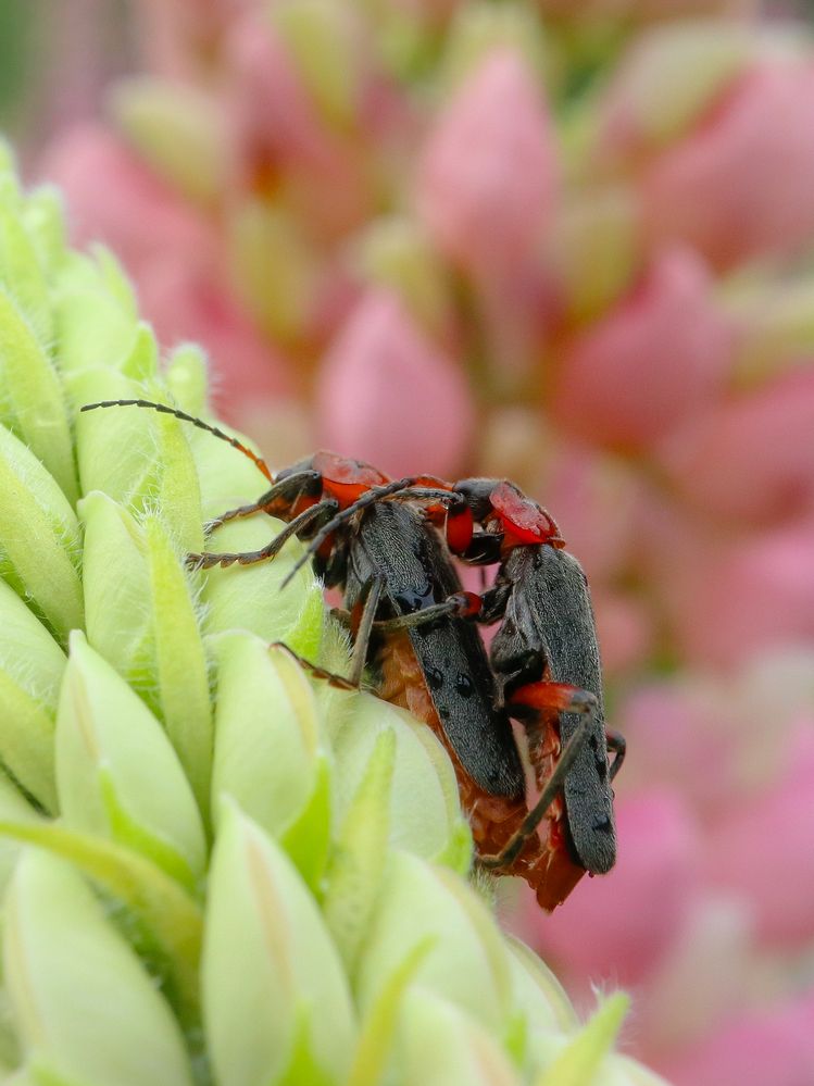 Photograph by Ирина Корабельникова