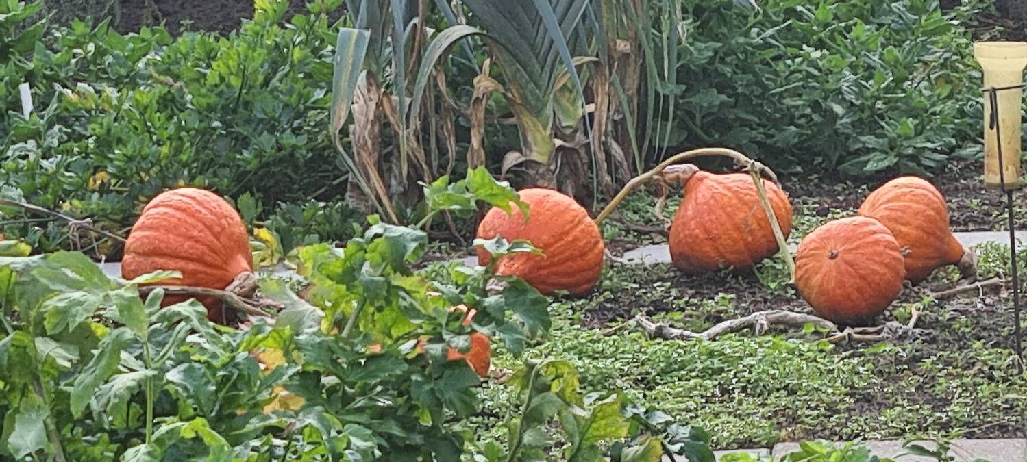 Dutch pumkins
