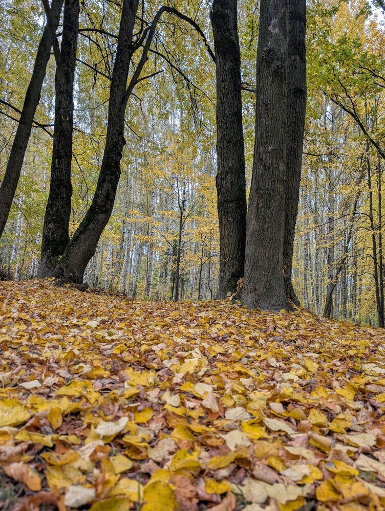 Фотография автора Рузинова Елена