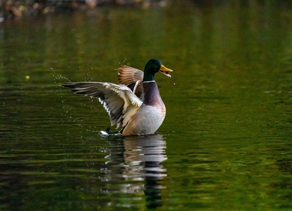 Photograph by Svetlana Porokhovnikova