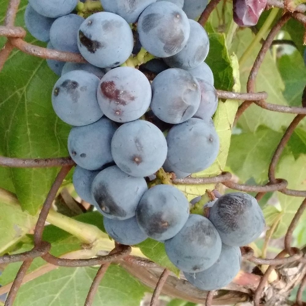 Photograph by Васильева Львовна