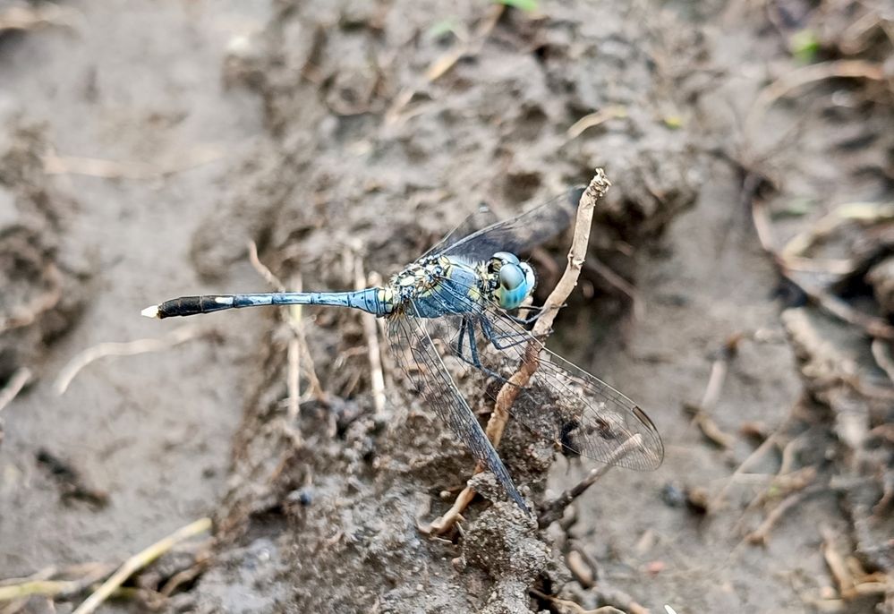 Photograph by Tina Gogoi
