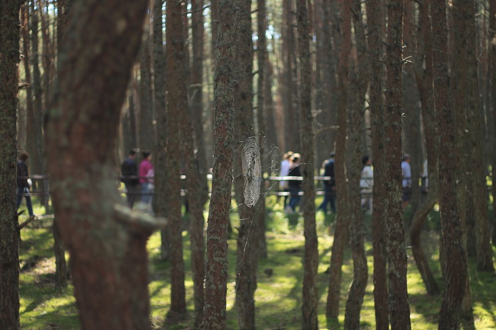 Photograph by Кристина Альшанская