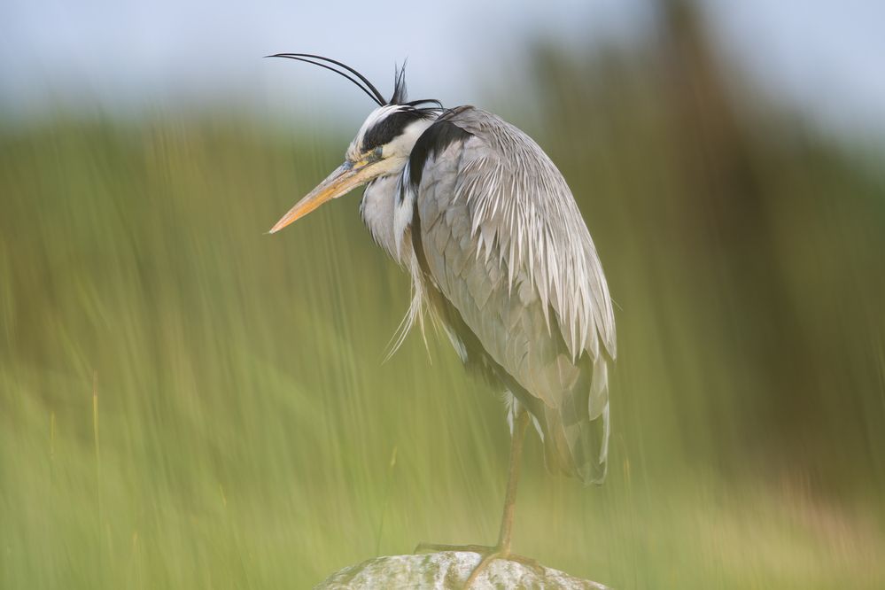 Полуденный сон // Midday sleep