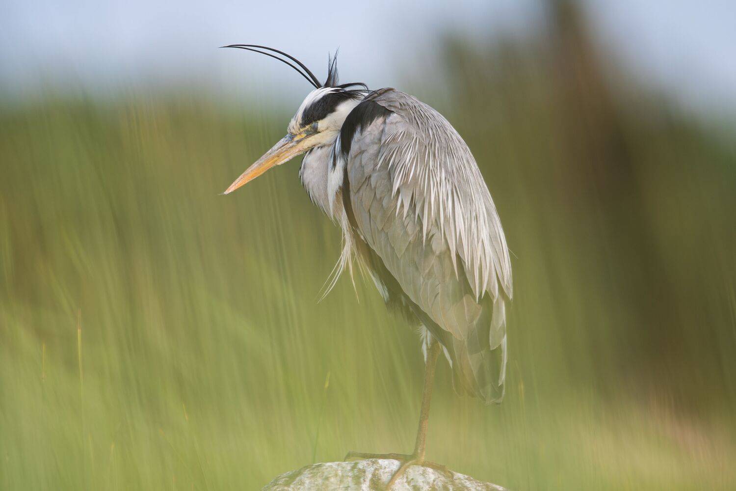 Полуденный сон // Midday sleep Полуденный сон // Midday sleep
