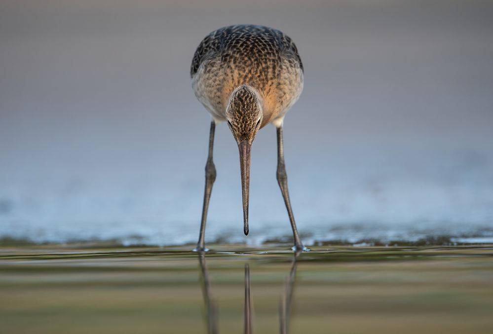 In the rays of the setting sun, a great shovel-bird feeds on the shore of the Gulf of Finland.