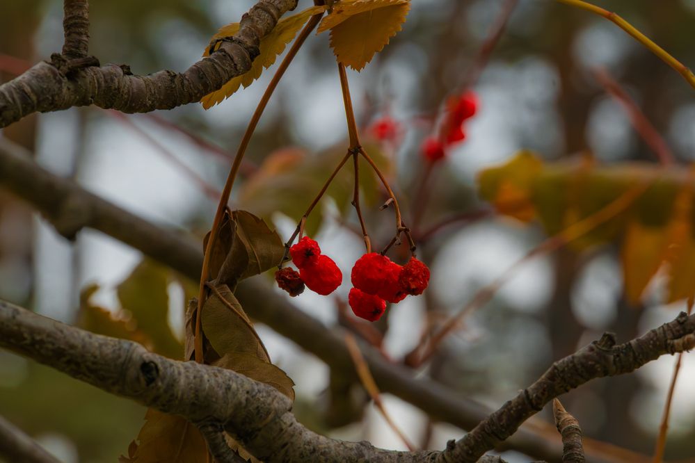 Фотография автора Максим Грибанов