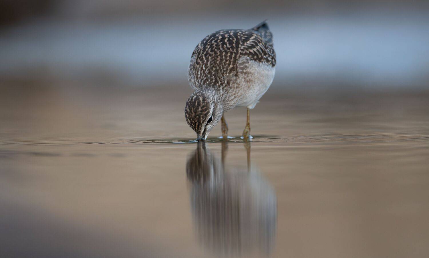 Кулик фифи в поиске пищи // Fifi the sandpiper in search of food