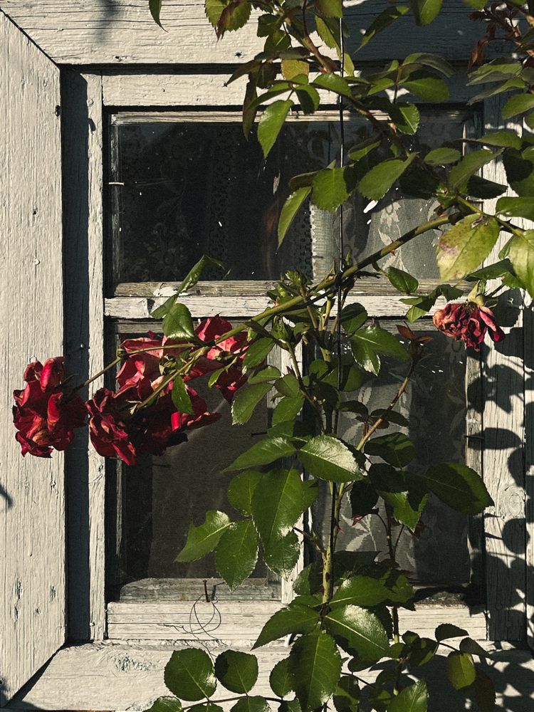 Photograph by Регина Габдулхаева