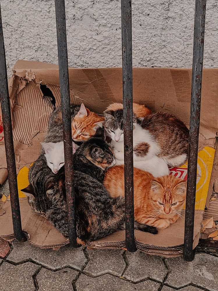 Photograph by Кристина Альшанская