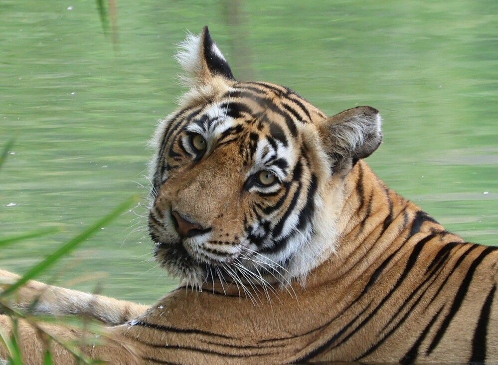 Photograph by RODRICK RAJIVE LAL