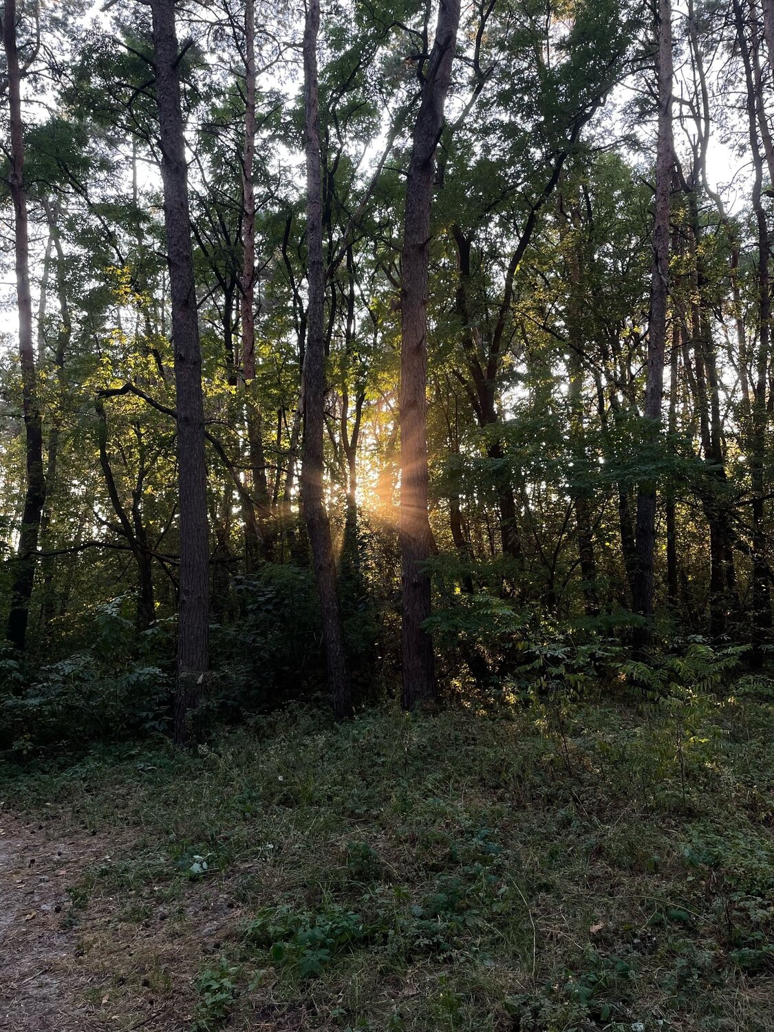 Photo #12691516
