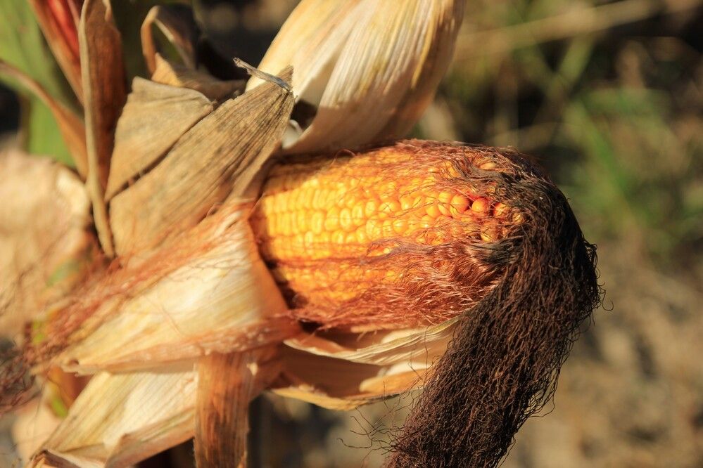 Photograph by Maciej Morgiel