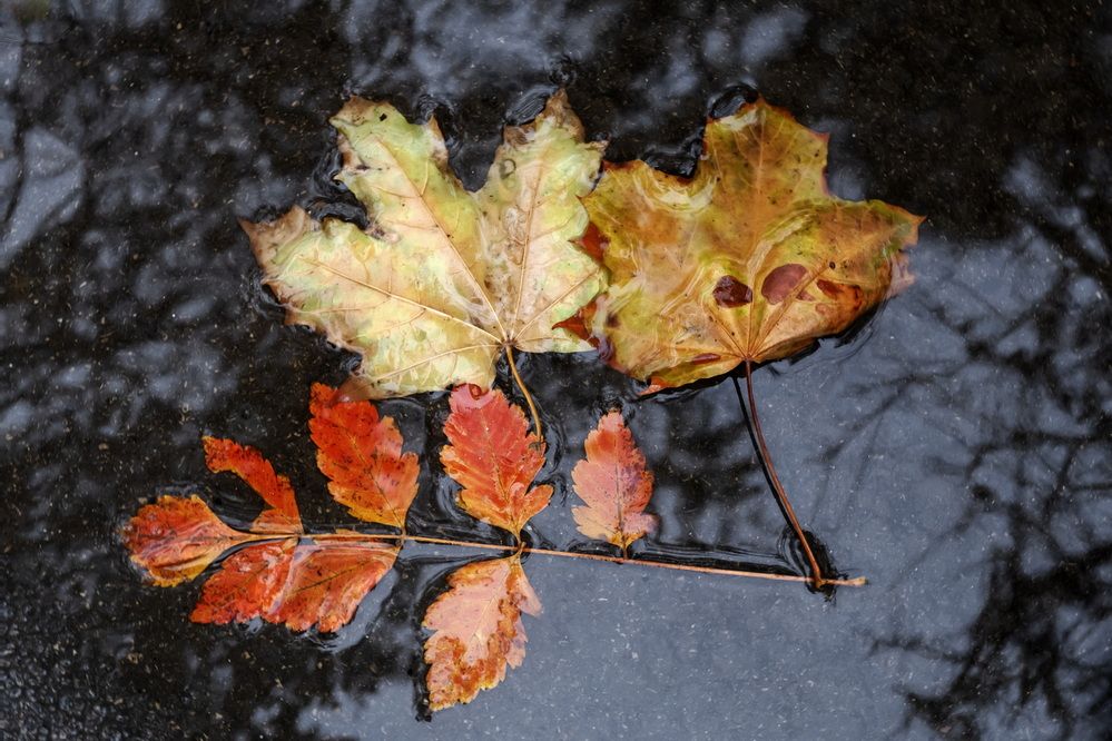 Осенняя купель