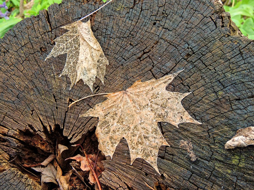 Photograph by Павел Кулинич