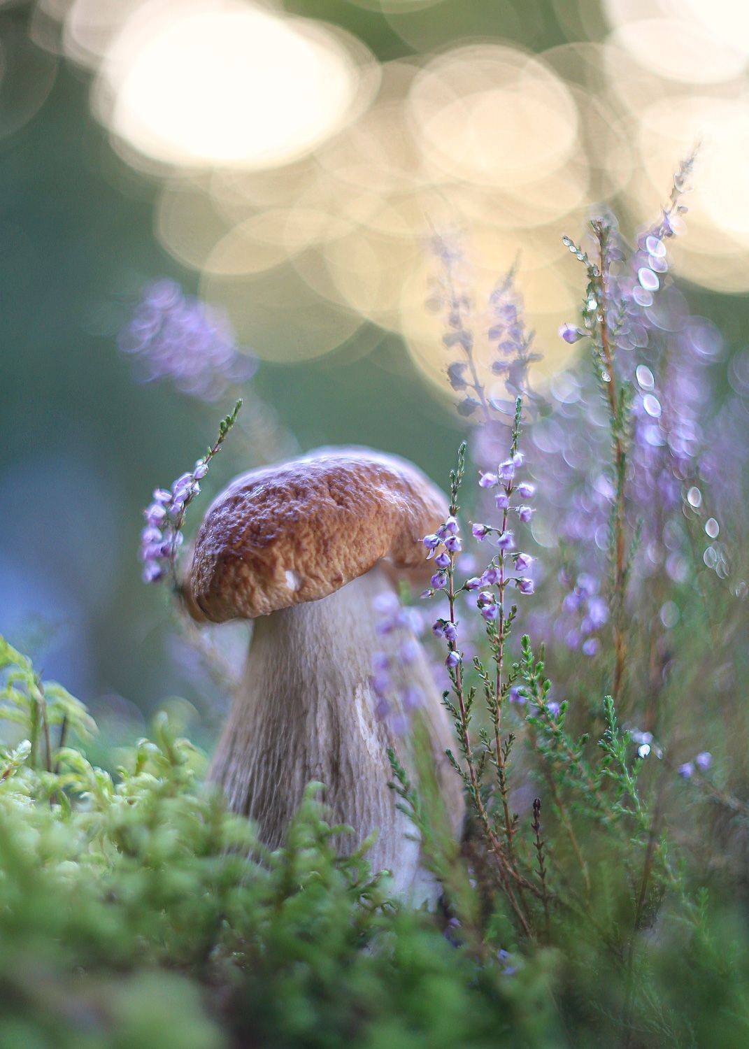 Дирижер света