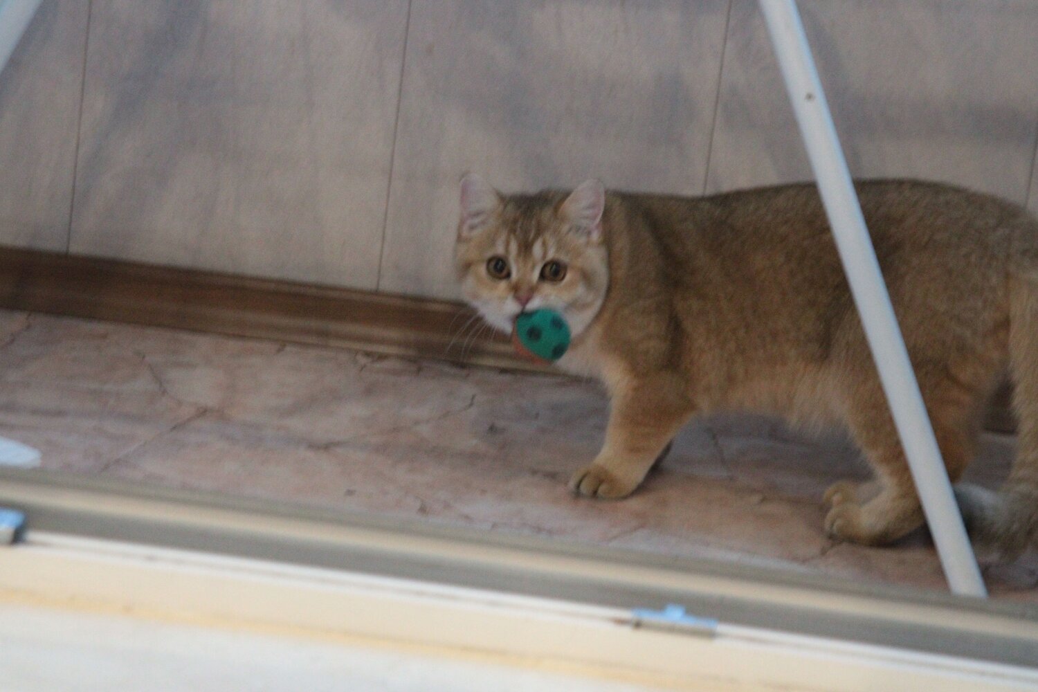 Photo #12692965