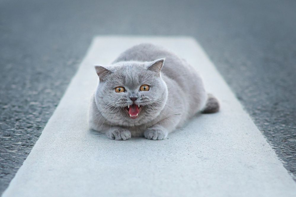 Photograph by Екатерина Воронина