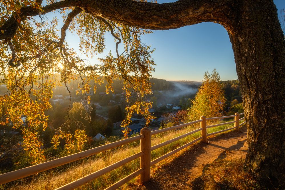 Берёза к солнцу руки протянула. Осенняя соната. Атмосферное утро в Плёсе.