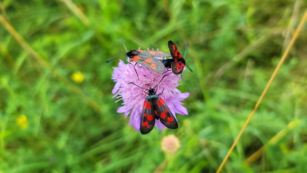 Butterflies