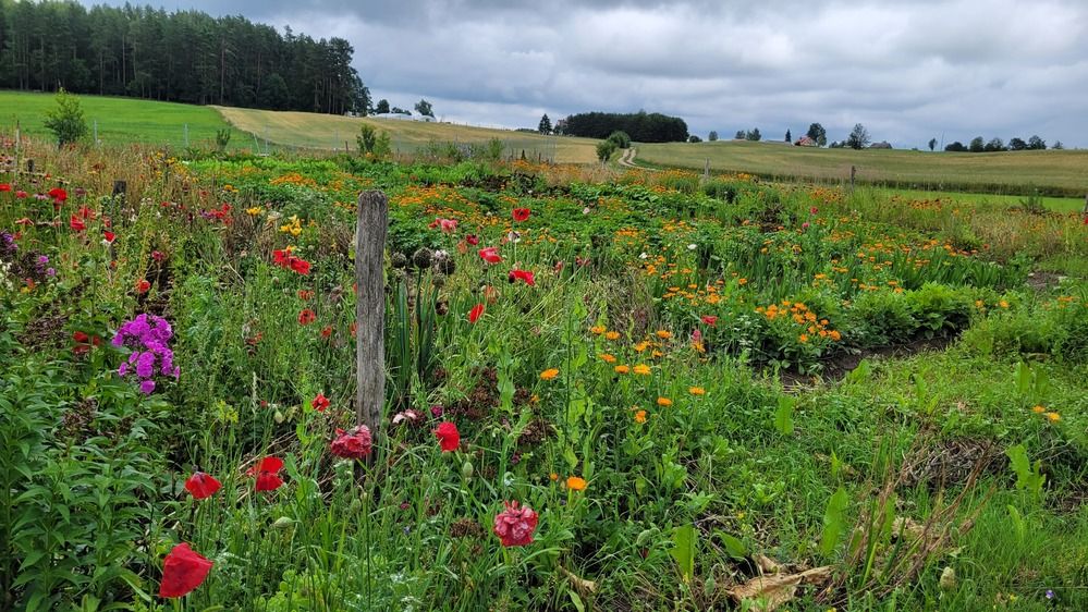 Wildflowers field