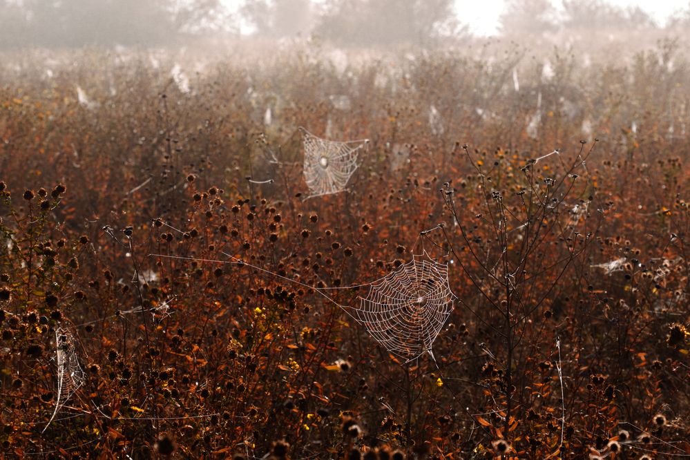 Photograph by Кривцов Андрей