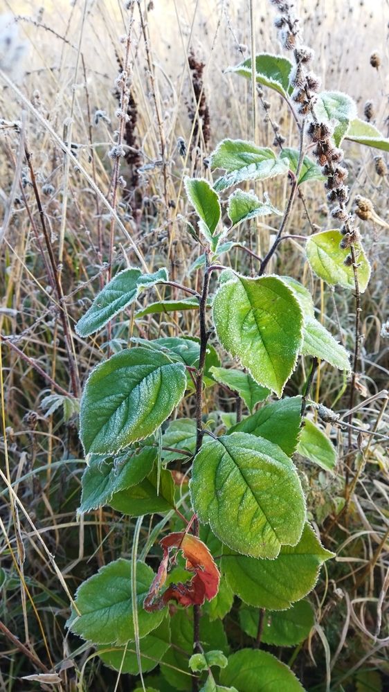 Первые заморозки