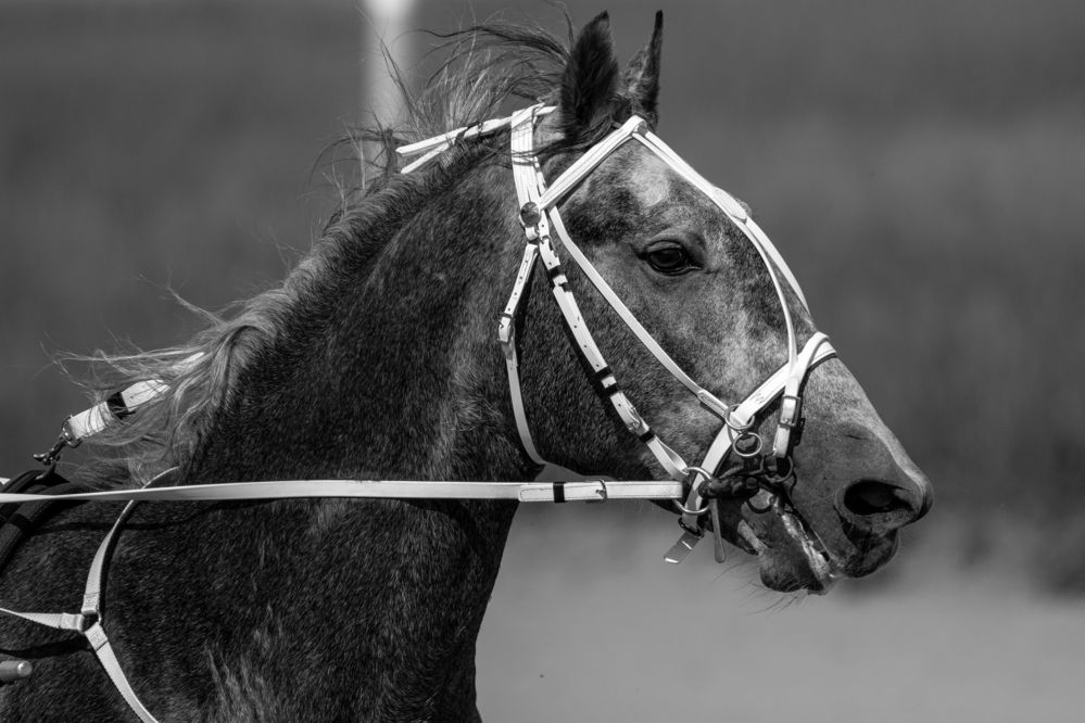 Фотография автора Александр Перегудов
