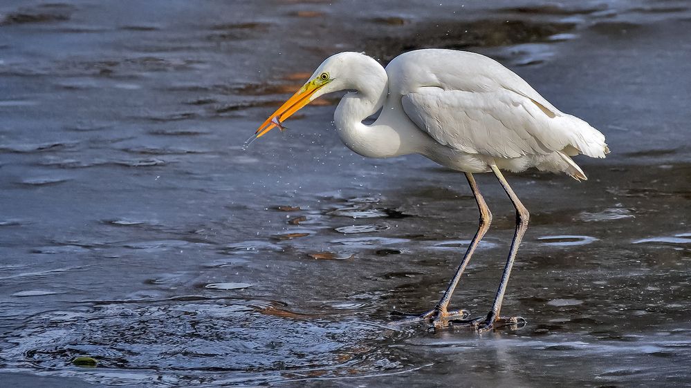 Всегда голодная