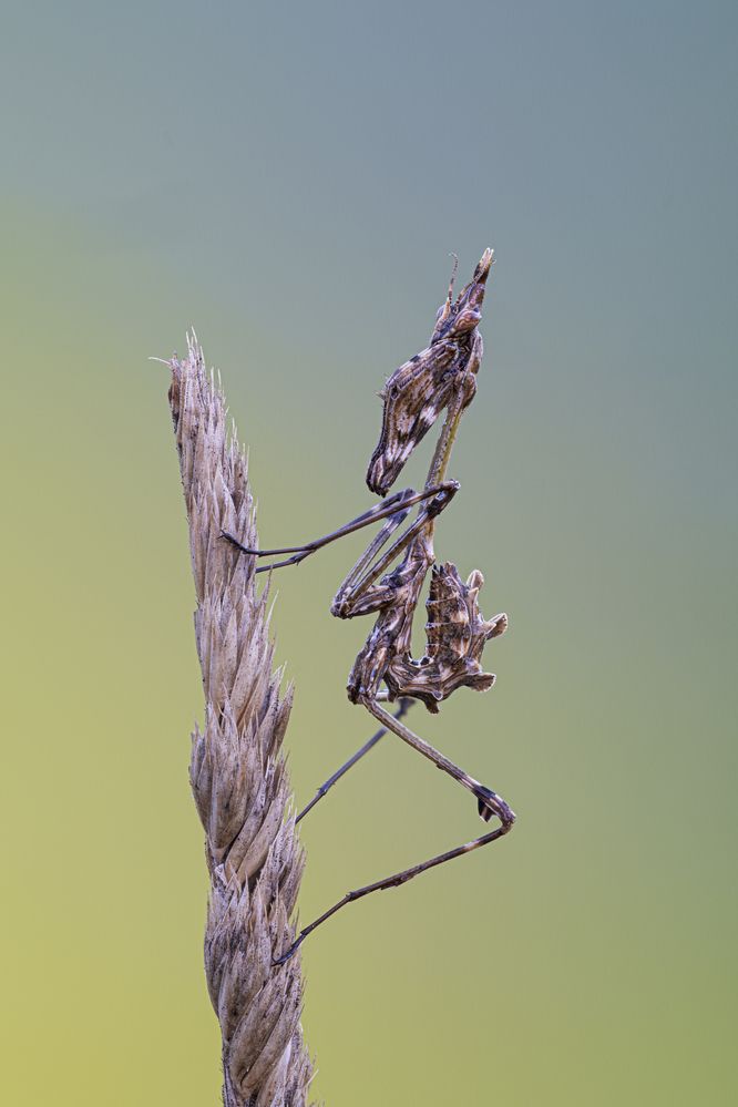 Waiting Empusa fasciata