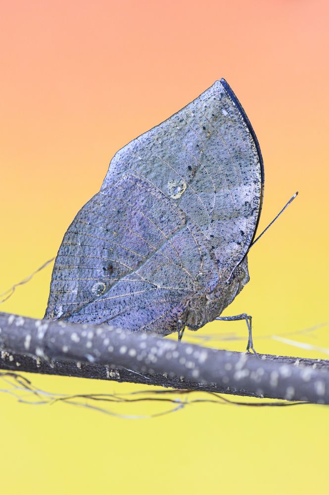 Kallima inachus