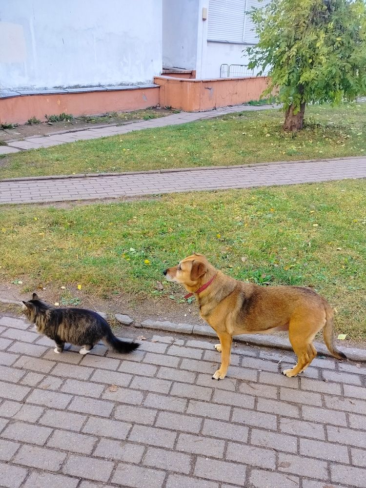 Следопыты.
