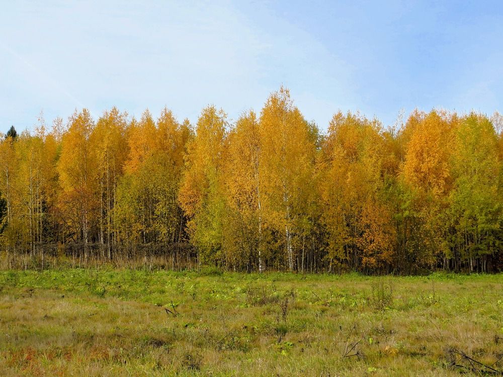 Золото осени