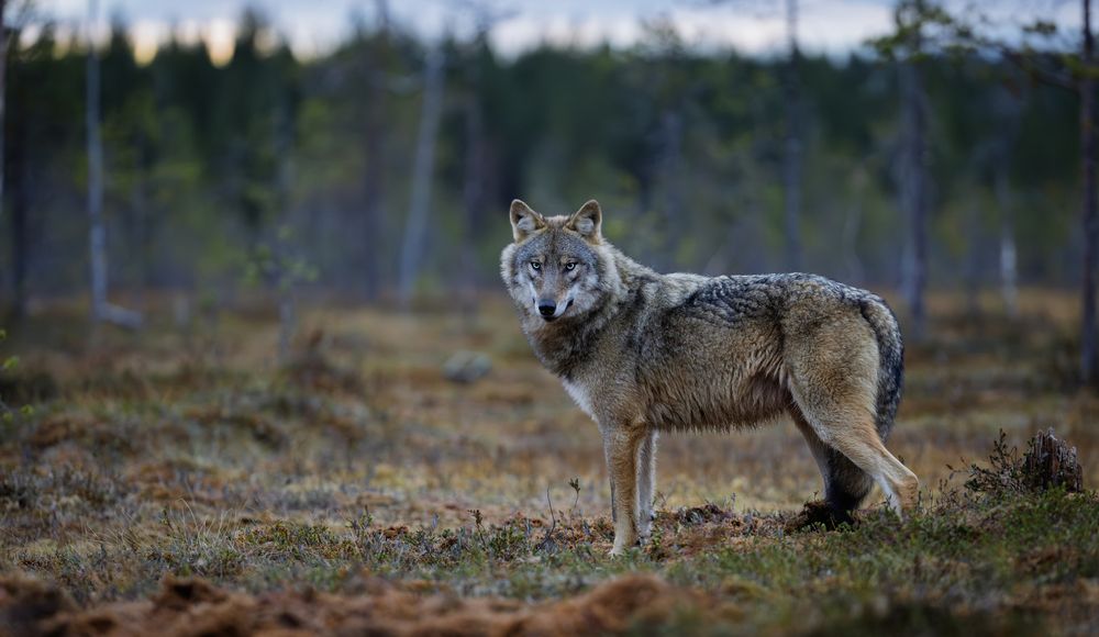 Photograph by Ruzdi Ekenheim