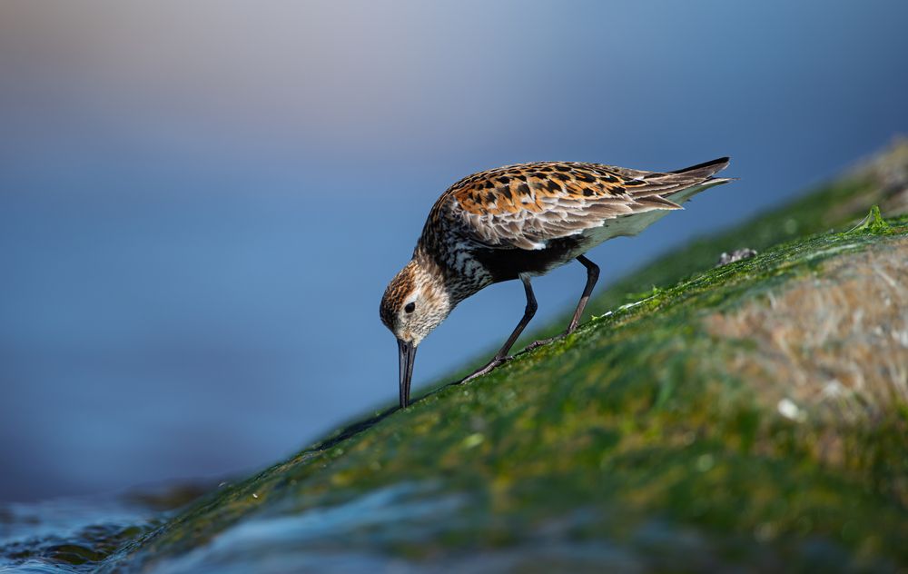 Photograph by Дмитрий Федорако