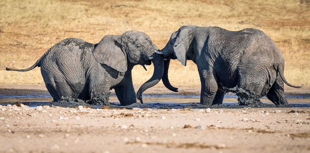 Photograph by Boris Bekelman