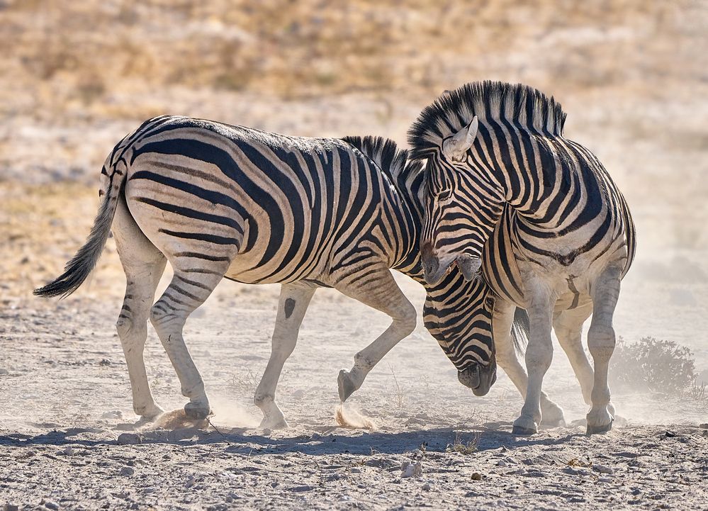 Photograph by Boris Bekelman