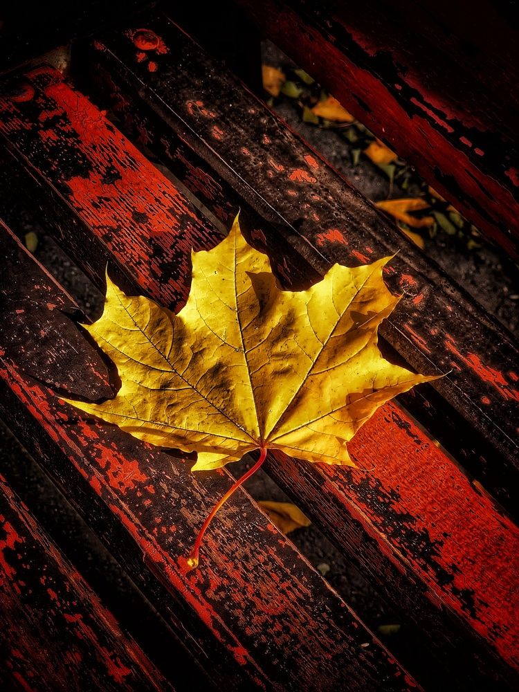 Photograph by Алена Самошина