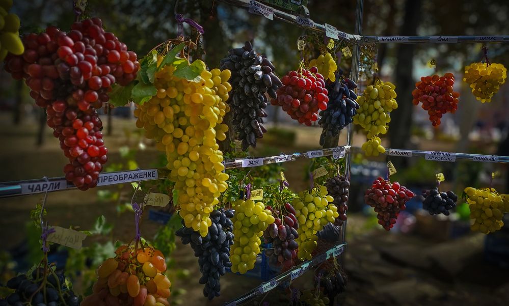 Кто сказал, что в Беларуси не растет виноград!?