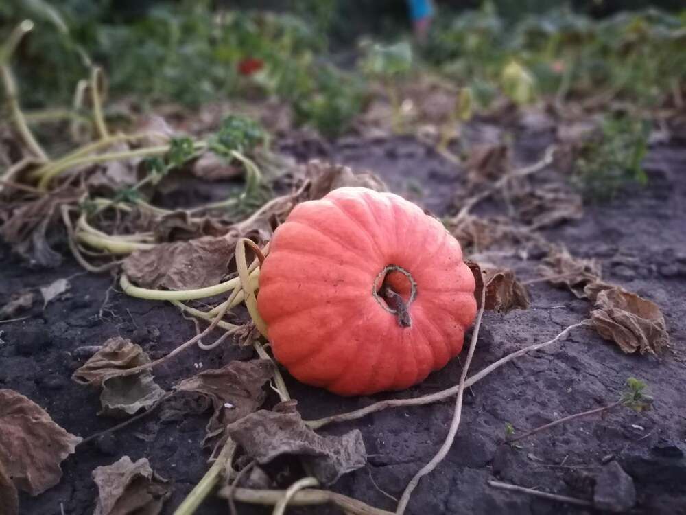 Photograph by Мирослава Сурженко