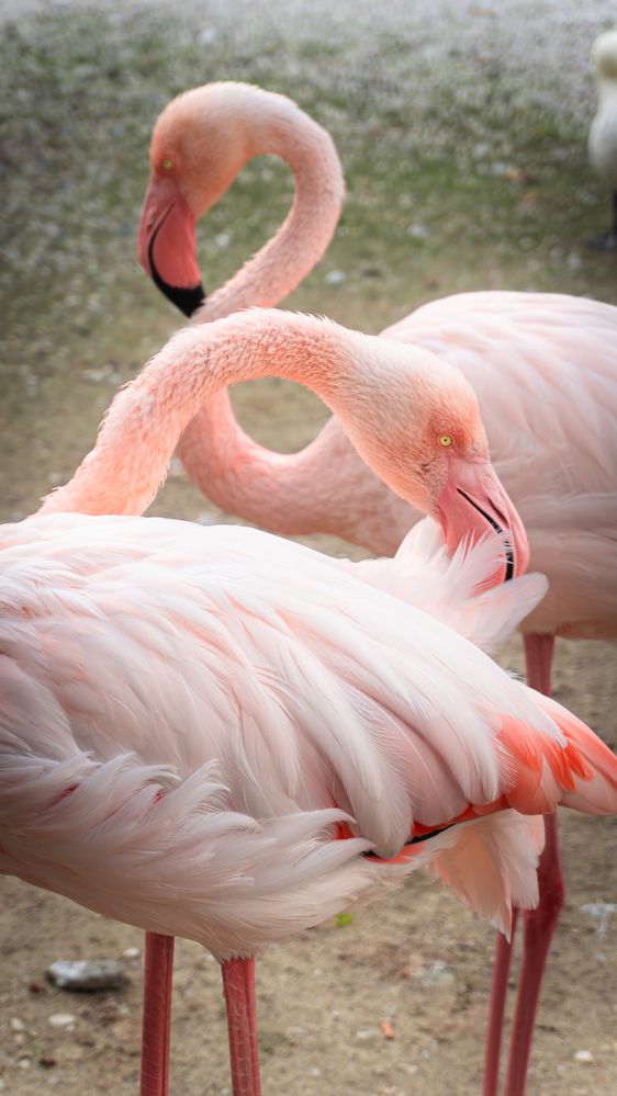 Фотография автора Олег Гриценко